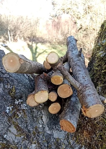 1kg apfelholz - apfelholz,